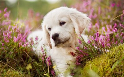labrador, 4k, cucciolo di retriever, animali, fiori, golden retriever