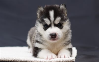 Husky cachorro, mascotas, close-up, animales lindos, el Husky Siberiano, el peque&#241;o Husky, lindo perro, perros, Perro Husky Siberiano