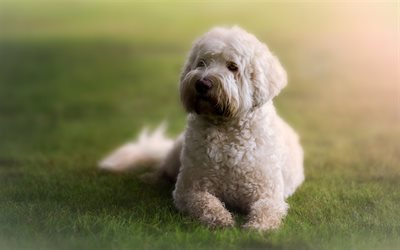 Havanese dog, small white curly dog, pets, dog on the grass, cute animals, dogs, Havanese Cuban Bichon, Havaneser