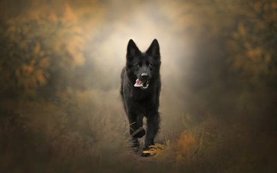 perro negro, bosque, oto&#241;o, camino forestal, mascotas, perros