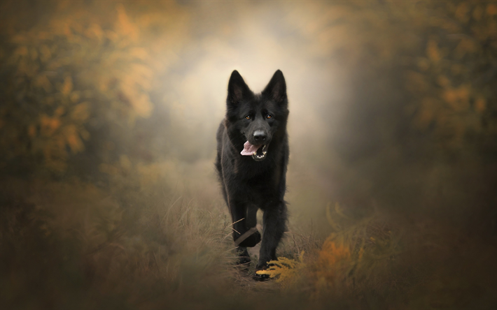 svart hund, skogen, h&#246;st, forest road, husdjur, hundar