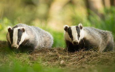 badgers, wildlife, green grass, funny animals, two badgers