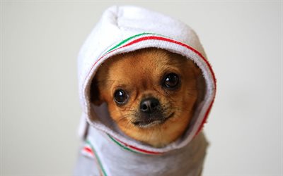 Chihuahua, divertido perro, close-up, perros, cachorro, peque&#241;o chihuahua, simp&#225;ticos animales, mascotas, Perro Chihuahua