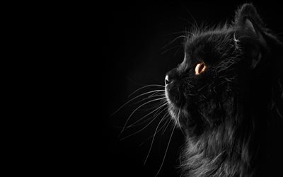 Persiska Katt, svart katt, close-up, gula &#246;gon, fluffig katt, katter, inhemska katter, husdjur, Persiska