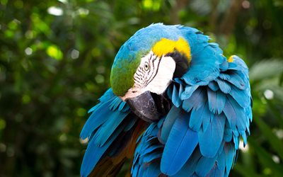 Macaw, jungle, close-up, parrots, exotic birds, colorful parrots, Ara