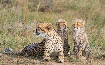 el guepardo, la familia, la madre y los cachorros, gatos salvajes, &#193;frica, animales peligrosos, vida silvestre