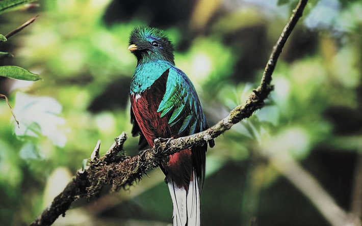 Quetzal, giungla, close-up, uccelli esotici, pappagalli colorati, Quetzalcoatlus