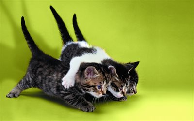 American Bobtail, gatitos, animales de compa&#241;&#237;a, la amistad, el gato dom&#233;stico, de amigos, graciosos animales, gatos, American Bobtail Gato