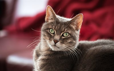 American Shorthair gato, el gato gris de ojos verdes, lindo animales, mascotas, gatos, razas de gatos dom&#233;sticos