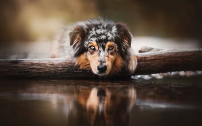 Australian Shepherd Dog, Aussie, cute dog, puppies, different eye color, dog in water, tree, cute animals, dogs, heterochromia