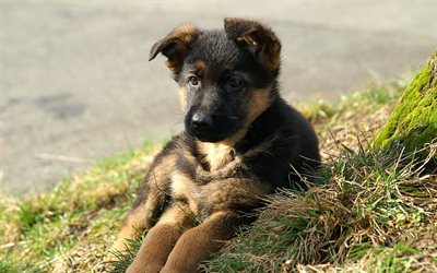 ドイツの羊飼い, 子犬, 芝生, 近, かわいい動物たち, 犬, ジャーマンシェパードドッグ