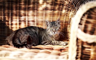 American Wirehair, un gatto sulla poltrona, animali domestici, gatto grigio, simpatici animali, gatti