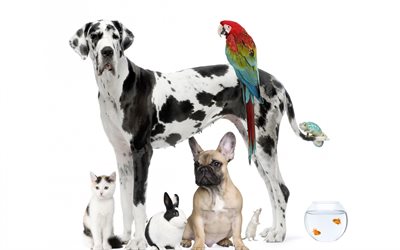 White German Great Dane, White big dog, French Bulldog, pets, cat, fish, big red parrot, macaw, animal concepts, friendship