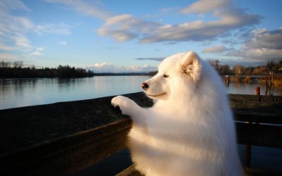 Samoyed, furry dog, river, cute animals, white dog, dogs, pets, Samoyed Dog