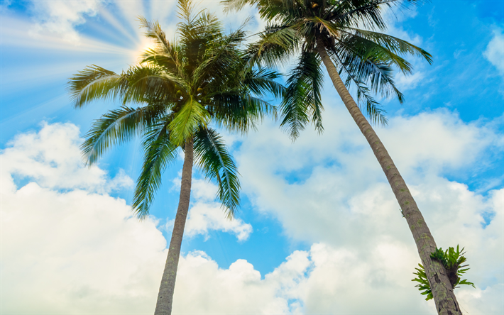 alto de las palmas, vista desde abajo, verdes grandes hojas de palma, isla tropical, los cocos de las palmeras, el cielo azul, verano