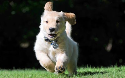 labrador, running dog, puppy, retriever, pets, lawn, cute animals, labradors, golden retriever