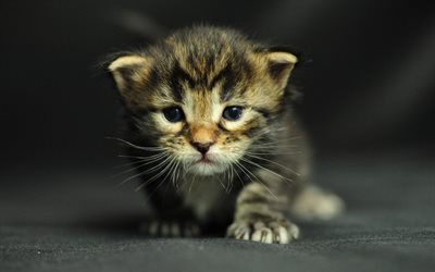 Bobtail Americano, gato bonito, animais de estima&#231;&#227;o, gatinho, o gato dom&#233;stico, pequeno gatinho, animais fofos, gatos, Gato Bobtail Americano