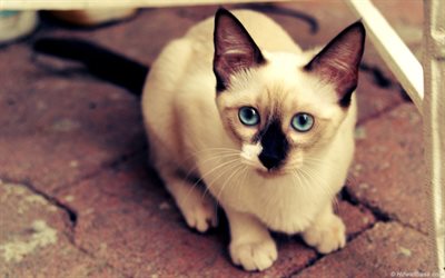 Chat siamois, bokeh, close-up, les yeux bleus, le chat domestique, animaux de compagnie, des animaux mignons, des chats, Siamois