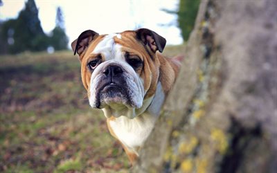Bulldog Ingl&#234;s, close-up, animais fofos, gramado, animais de estima&#231;&#227;o, Ingl&#234;s Bulldog Cachorros