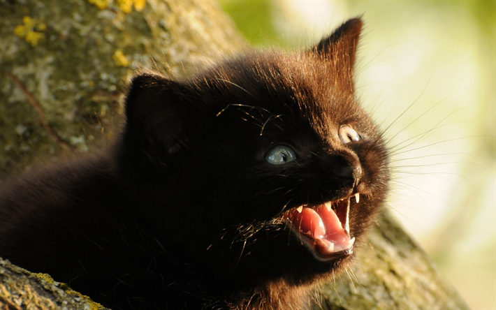 Lataa kuva Bombay Kissa, pentu, lemmikit, pahuuden kissanpentu, musta kissa,  kotikissa, kissat, Bombay ilmaiseksi. Kuvat ilmainen työpöydän taustakuvaksi