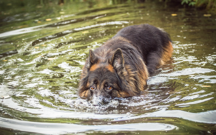 German Shepherd Dog, dog in the water, funny animals, fluffy shepherd, cute animals, pets, dogs, river, swimming