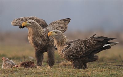 White-tailed eagle, saalistava lintu, wildlife, eagles, Haliaeetus albicilla, Eurasia-liiketoiminta-alueella