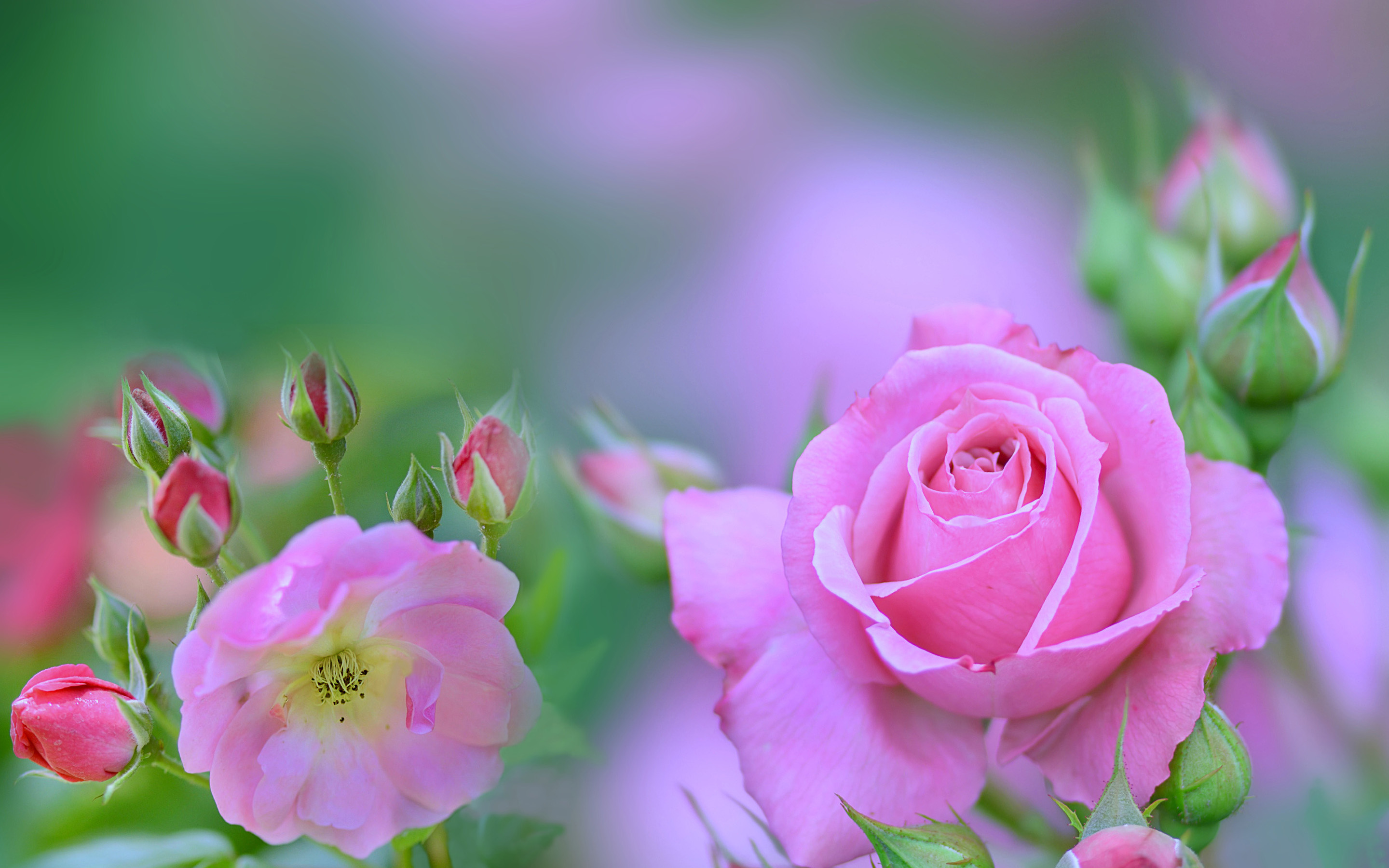 rosa rosor, makro, bokeh, rosa blommor, rosor, knoppar, rosa rosebukett, suddiga bakgrunder, vackra blommor, bakgrunder med rosor, rosa knoppar