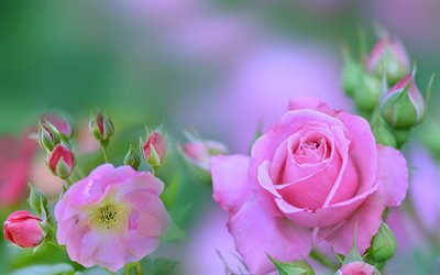 pink roses, macro, bokeh, pink flowers, roses, buds, pink roses bouquet, blurred backgrounds, beautiful flowers, backgrounds with roses, pink buds