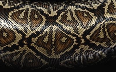 snake skin texture, cobra skin texture, snake skin, snake background