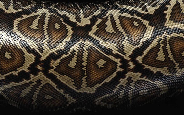 texture de peau de serpent, texture de peau de cobra, peau de serpent, fond de serpent