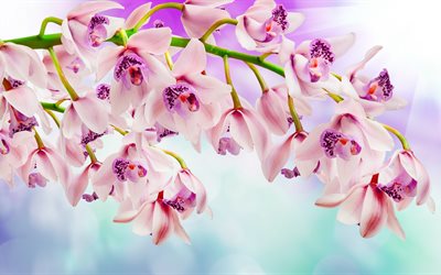 rosa orchideen, 4k, wundersch&#246;ne blumen, orchideen