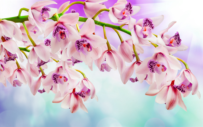 pink orchids, 4k, beautiful flowers, orchids