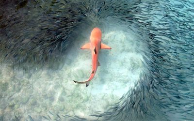 vaaleanpunainen hai, hain mets&#228;stys, parven kalaa, predator, wildlife, meri