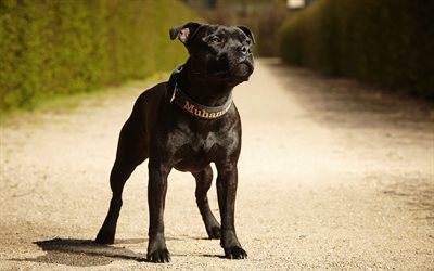Staffordshire Bull Terrier, English dog, black dog, fighting dog, short-coated breed dog
