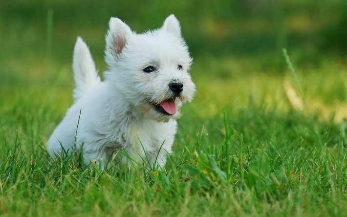 West Highland White Terrier, cute animals, dogs, Westies