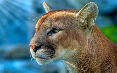 cougar, predators, 4k, wildlife