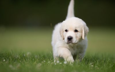 ゴールデンRetrievers, 4k, ペット, 子犬, 芝生, かわいい動物たち, ラブラドール, 犬