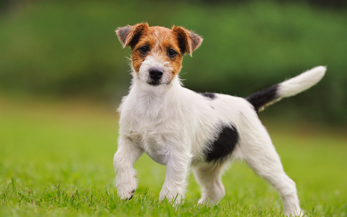 Jack Russell Terrier, small dog, cute animals, pets, dogs, green grass, hunting breed of dogs