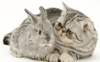 kitten, rabbit, friendship concepts, cute animals, pets, small cat