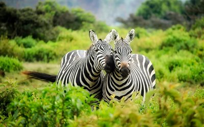 zebra, vilda djur, Afrika, Kenya, safari, gr&#246;na tr&#228;d, savannah