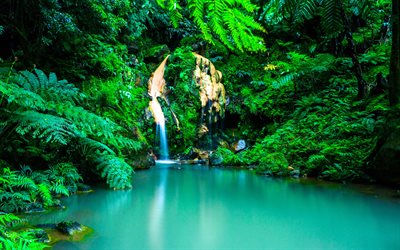 Azorerna, 4k, djungel, vattenfall, oasis, sommar, Portugal