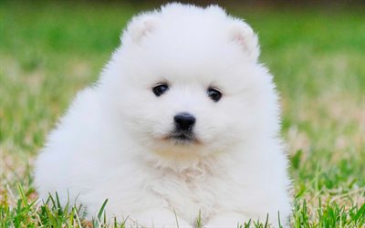 日本語スピッツ, 白いふわふわの犬, 子犬, 緑の芝生, 装飾犬, ペットの猫
