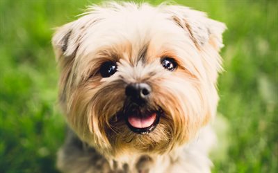 Yorkshire Terrier, dogs, muzzle, cute animals, funny animals