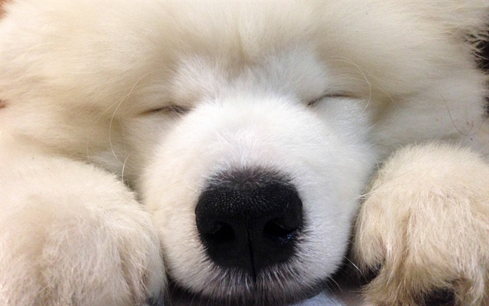 Samoyedo, perros, animales lindos, cachorro, blanco peludo perro, mascotas