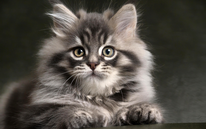 Gato persa, close-up, gris, gato, gatito esponjoso, gatos, los gatos dom&#233;sticos, mascotas, persa