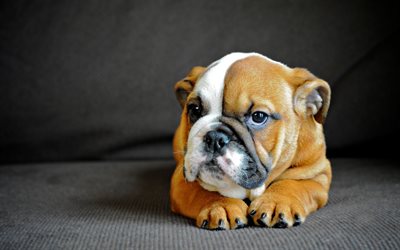 english bulldog, small brown puppy, pets, cute animals, small dogs, bulldogs, dogs
