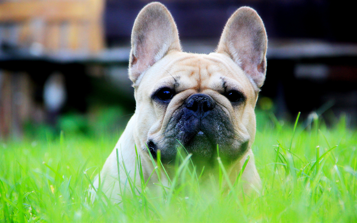 フレンチブルドッグ, 芝生, 犬, かわいい犬, 近, 褐色フレンチブルドッグ, ペット, かわいい動物たち, bulldogs