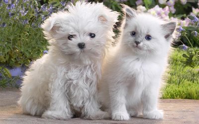 Maltese dog, Ragdoll, cat and dogs, white pets, curly little white dog, white kitten, friendship, dogs, cats