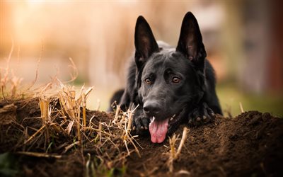 Black German Shepherd, lawn, bokeh, cute animals, close-up, German Shepherd, dogs, black dog, German Shepherd Dog