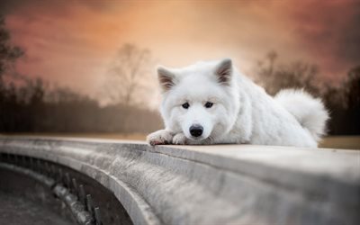 samoyed, white small puppy, sunset, evening, white dog, pets, cute animals, dogs